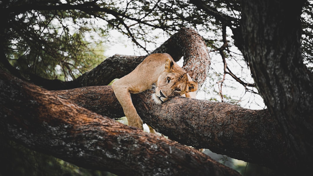 Wildlife Safaris