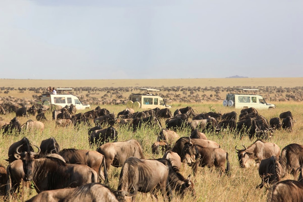 5-Day Midrange Best of Tanzania Safari