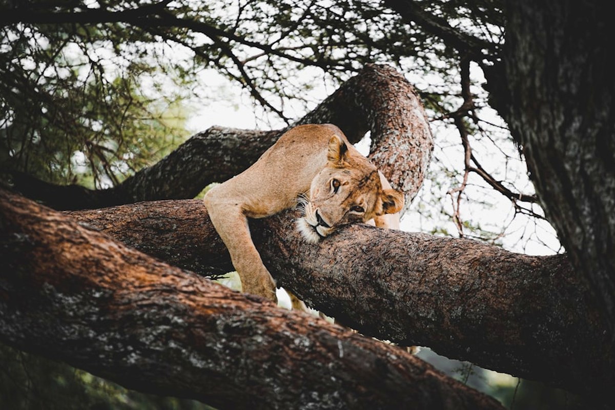4-Day Mid-Range Wilderness Tanzania Safari
